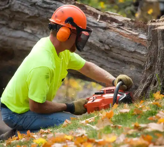 tree services Saucier